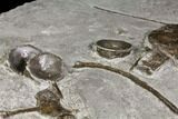 Plate Of Fossil Ichthyosaur Bones - Germany #150173-2